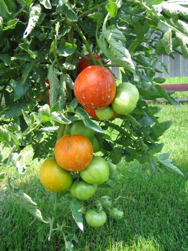 tomatoes.jpg